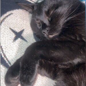 Welcome to the Little Shop of Horrors